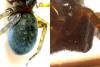 Amaurobius sp.